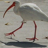 Egret legs